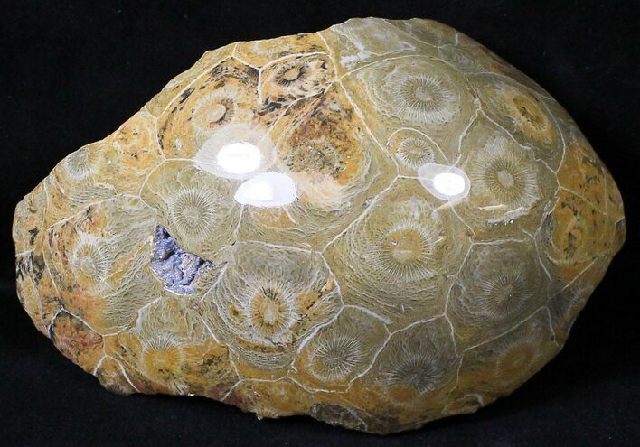 Polished Fossil Coral Head - Morocco #19602